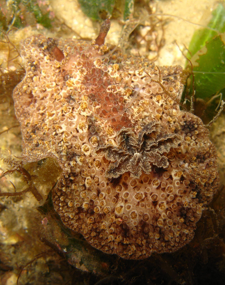 Hoplodoris nodulosa